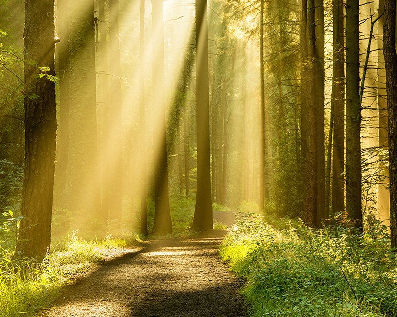 Sunlight through the trees for faith-inclusive counseling in Plano, Texas